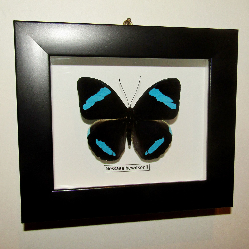 Бабочка Nessaea в рамке