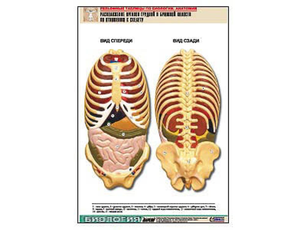 Рельефная таблица &amp;#34;Расположение органов грудной и брюшной полостей по отношению к скелету&amp;#34;(А1, лам.)