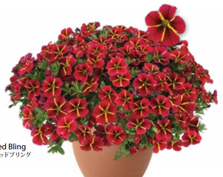 ЕВРО Calibrachoa Colibri Exotic Red Bling укорененный черенок середина декабря 25