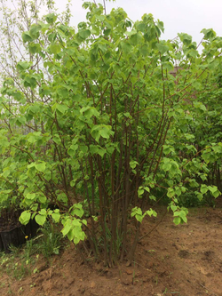 Липа мелколистная Greenspire (кустовая) 200-250 см