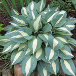 Хоста Пин Ап С2