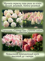Гортензия Саммер Лав (Летняя Любовь) метельчатая кустарник