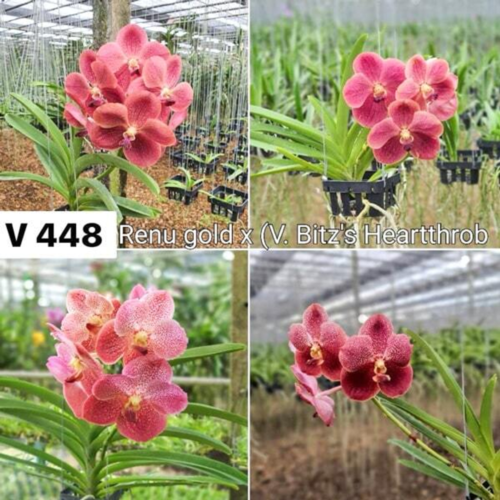Ванда V RENU GOLD X V BITZS HEARTTHROB #448