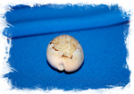 Каури Хангерфорда (Cypraea hungerfordi)