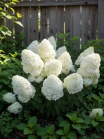 Полар Бир гортензия метельчатая