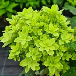 Гортензия Мечта Лесково Р9 Закупка М40 конец апреля 2026