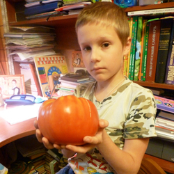 Помидоры - Gigantesque — Гигантисика