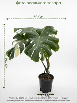 Монстера восхитительная Gold back