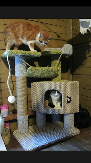 Когтеточка К-126