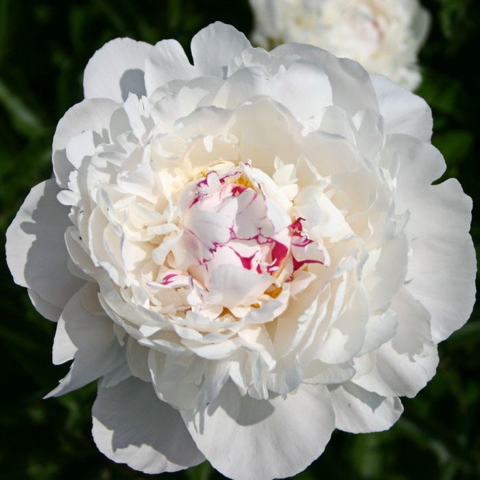 Описание молочноцветкового пиона сорта Фестива Максима (Paeonia Festiva Maxima)