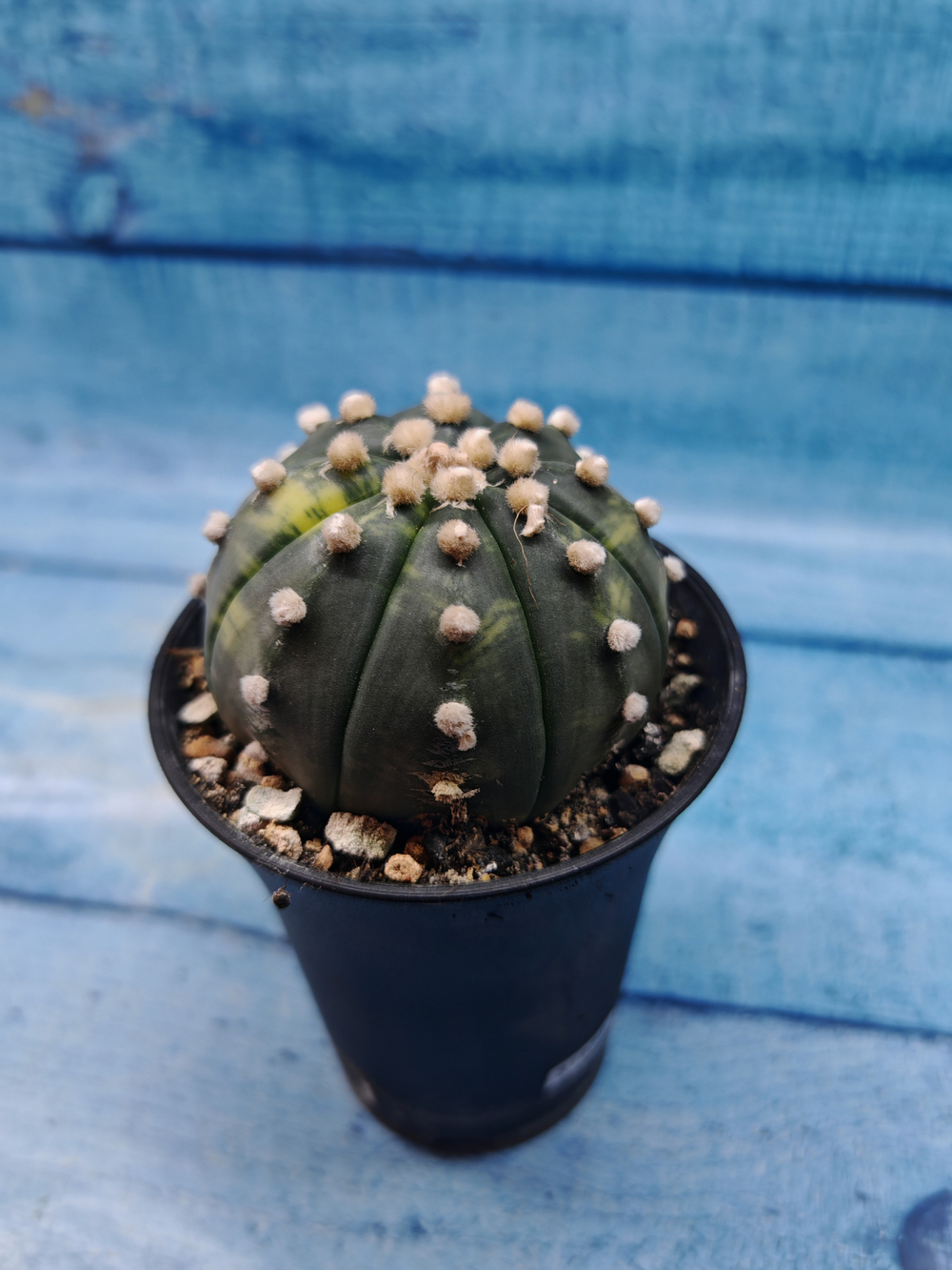 Astrophytum Asterias variagate (Астрофитум)