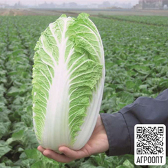 Эмико F1 семена капусты пекинской (Bejo / Бейо)