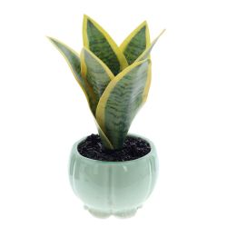 GAEM Цветочная композиция "Сансевиерия", L9 W9 H17 см