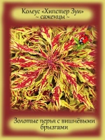 Колеус Хипстер Зуи