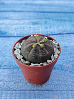 Суккулент Euphorbia Obesa (Эуфорбия)