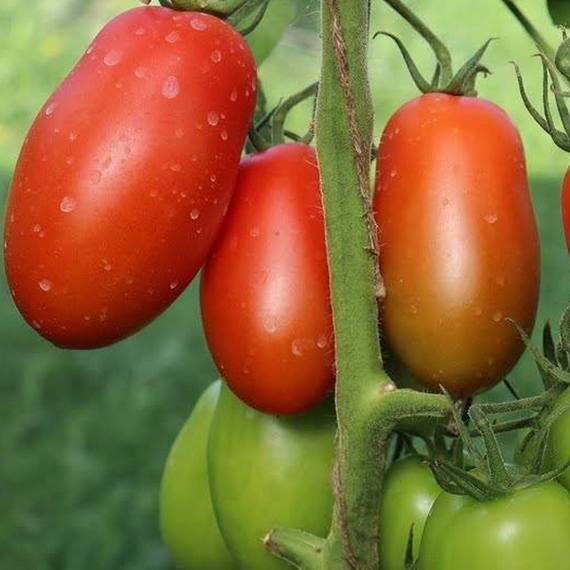 СЭР ЭЛИАН F1 семена томата индетерминантного (Vilmorin) – фото 3