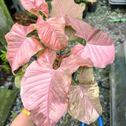 Сингониум DOUBLE RED VARIEGATED