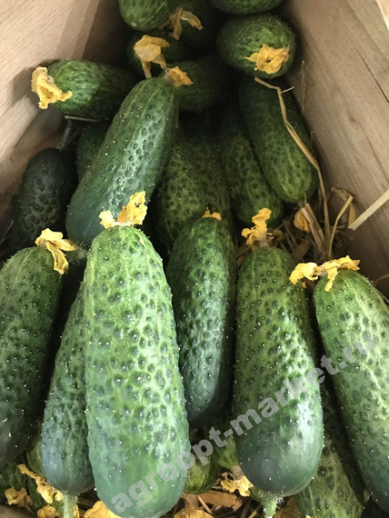 Кибрия F1 семена огурца партенокарпического (Rijk Zwaan / Райк Цваан) продукт – фото 4