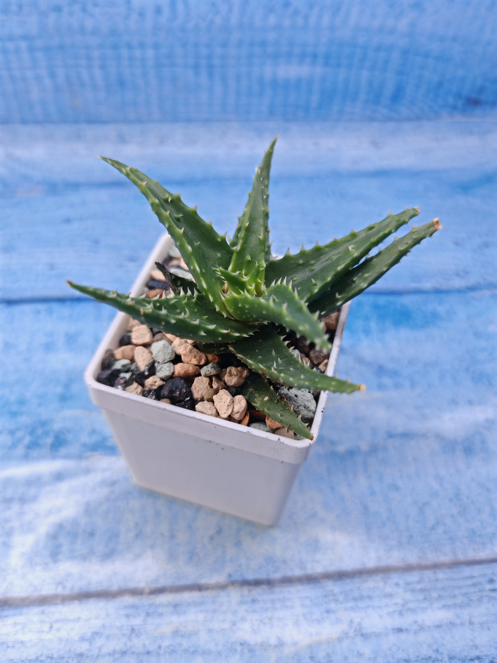 Aloe mitriformis hyb. (Алоэ)