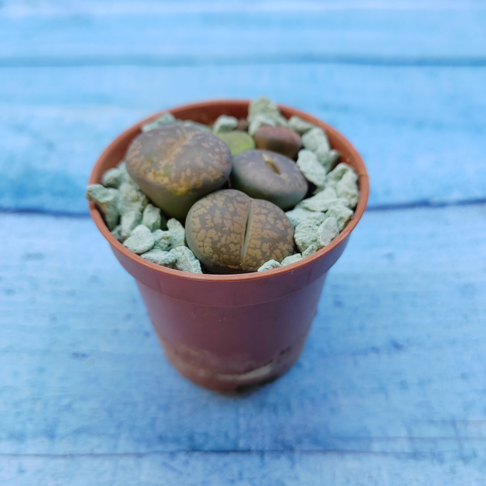 Lithops sp. (Литопсы)