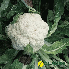 Саборд F1 семена капусты цветной (Clause / Клос)