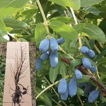 Жимолость съедобная Лазурная, саженец 2х летний с ОКС