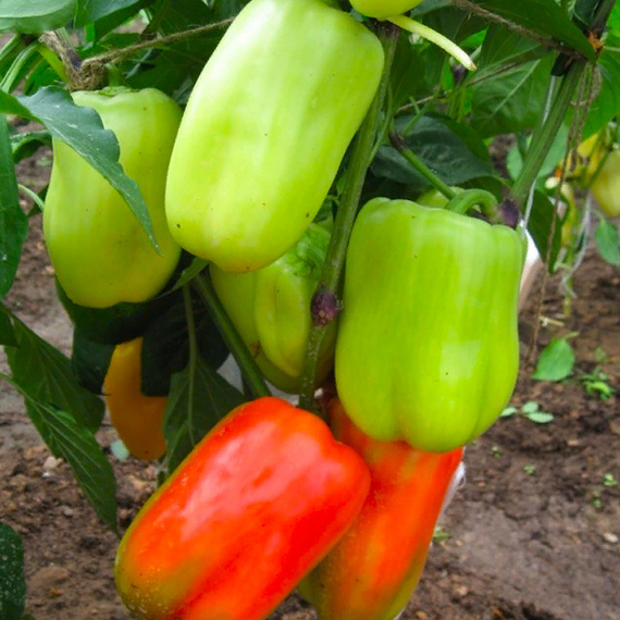 Джипси F1 семена перца сладкого (Seminis / ALEXAGRO) купить – фото 3