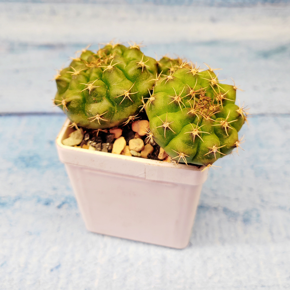 Gymnocalycium damsii (Гимнокалициум)