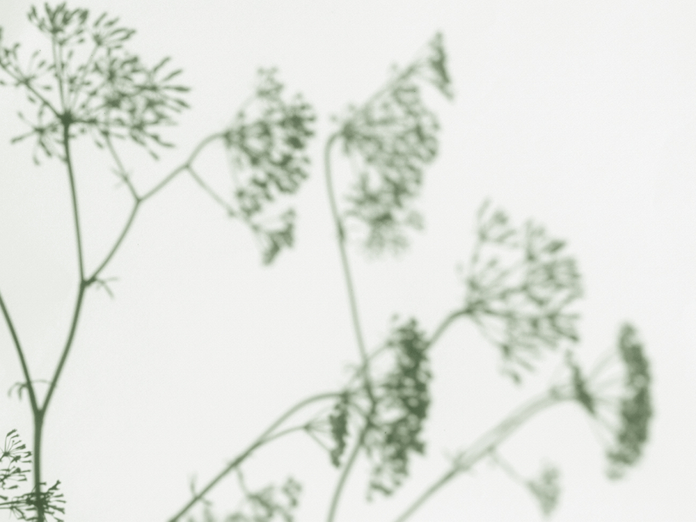 Коллекция VETVE 22