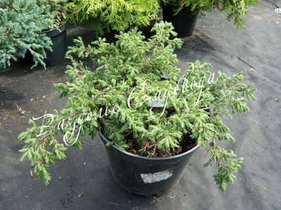 Можжевельник обыкновенный Репанда