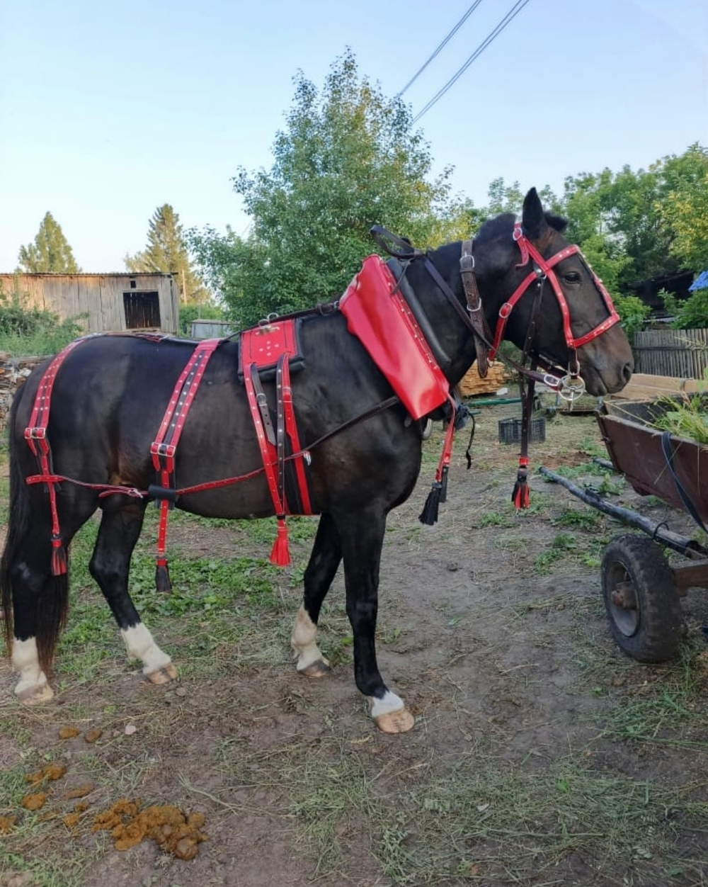 Хомут выездной