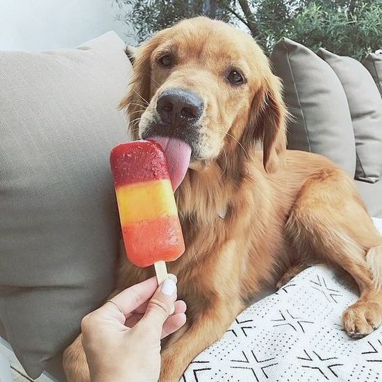 Что можно дать питомцу "со стола" в качестве лакомства