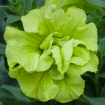 Новинка 2026 ЕВРО Petunia TUMBELINA COMPACT Chartreuse неукор черенок ноябрь 2025