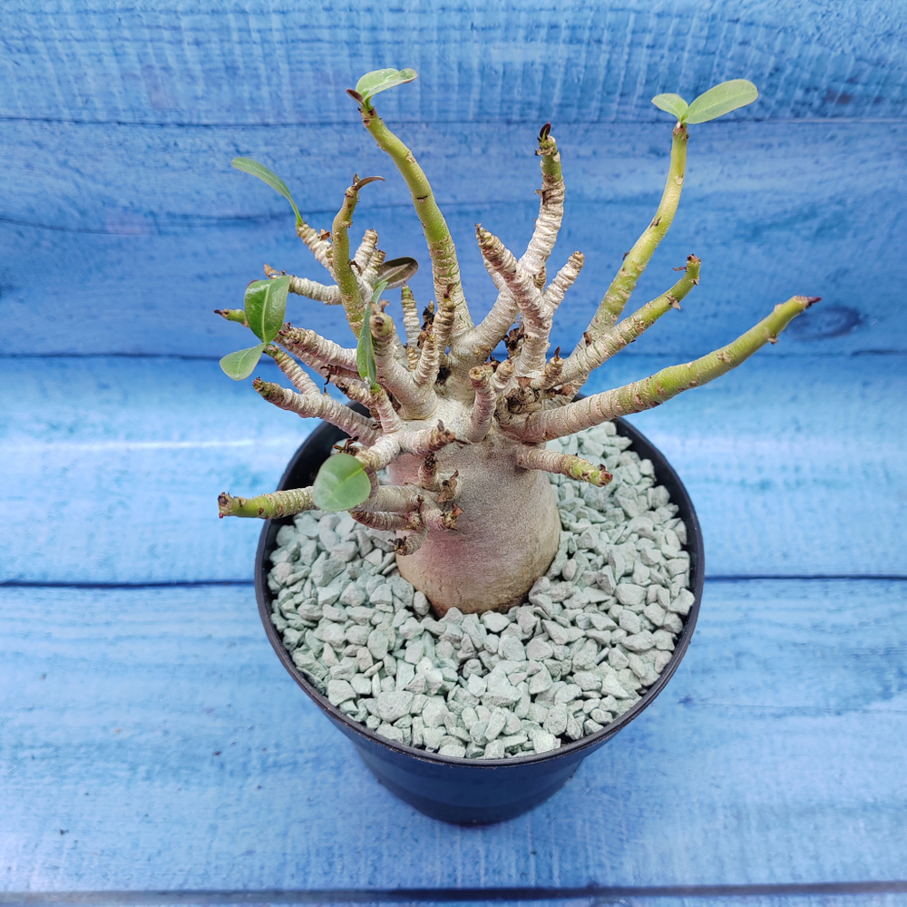 Adenium Baobab (Адениум)