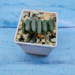 Haworthia Truncata (Хавортия)