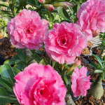 Адениум PINK RUNG RUDEE
