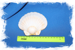 Японский морской гребешок (Pecten albicans) размер