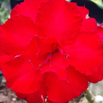 Адениум обесум RED ROSE