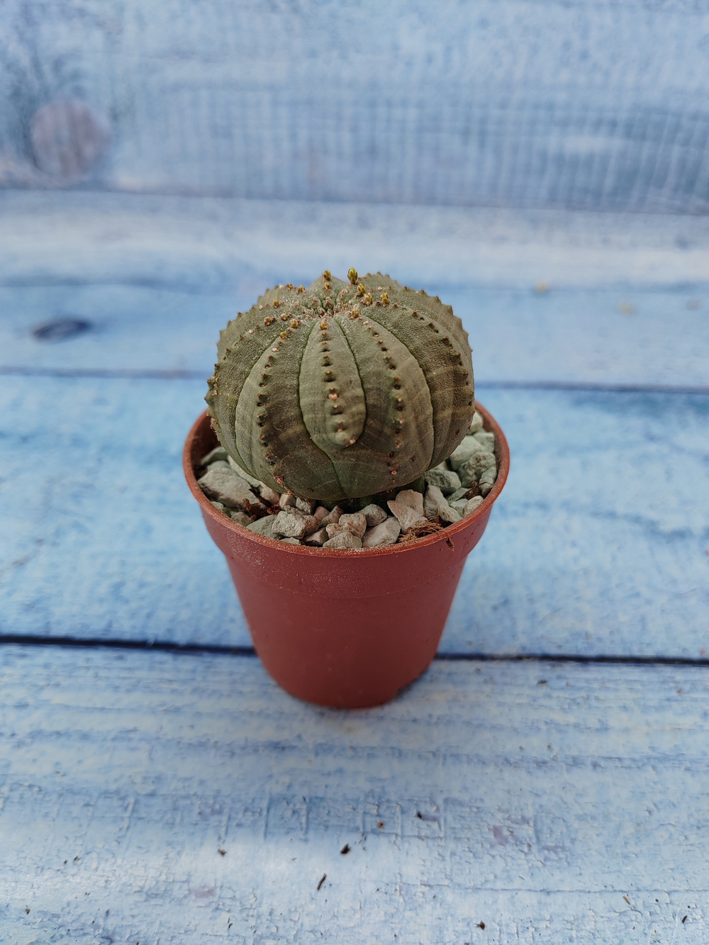 Euphoria Obesa (Эуфорбия)