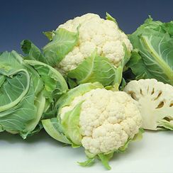 АМЕРИГО F1 семена капусты цветной (Syngenta | Alexagro)