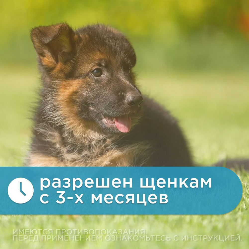 Elanco Килтикс Ошейник от клещей и блох для Собак мелких пород, Обхват шеи 35 см