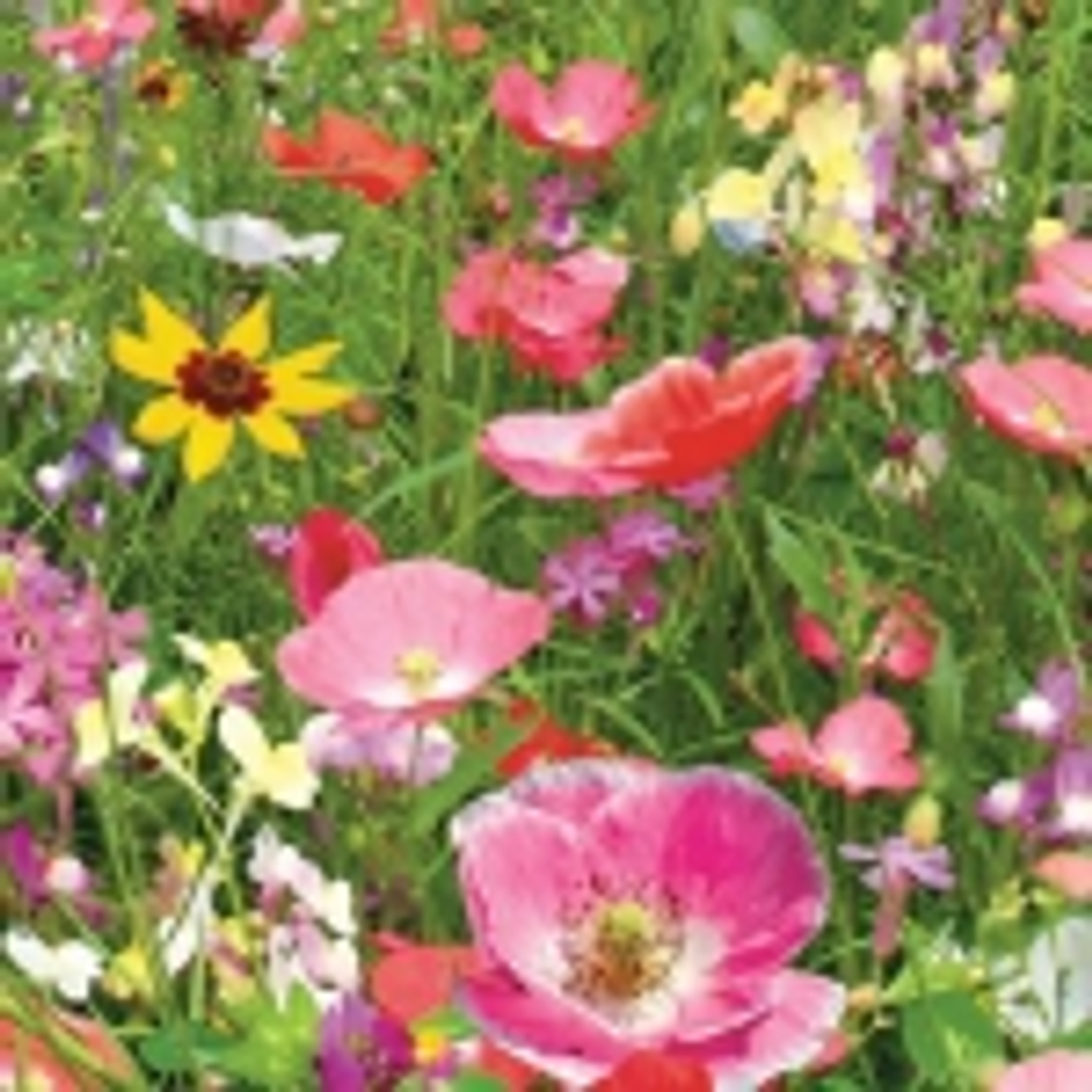 Газон цветущий Коттедж Гарден 30гр НК