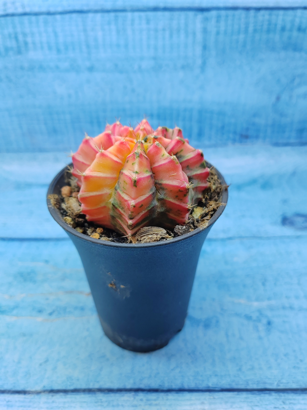Gymnocalycium Variegata (Гимнокалициум Вариегатный)