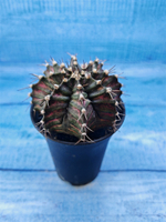 Gymnocalycium T-Rex Pink hybride (Гимнокалициум T-rex)