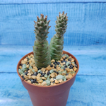 Tephrocactus Articulatus Diadematus (Тефрокактус)