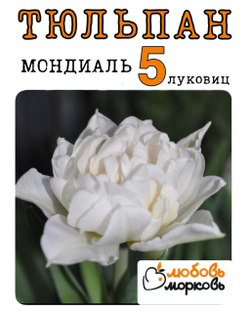 Тюльпан Луковица, Мондиаль, 5шт (Любовь Морковь)