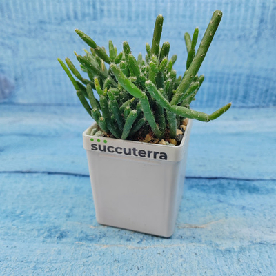 Rhipsalis Burchellii (Рипсалис)