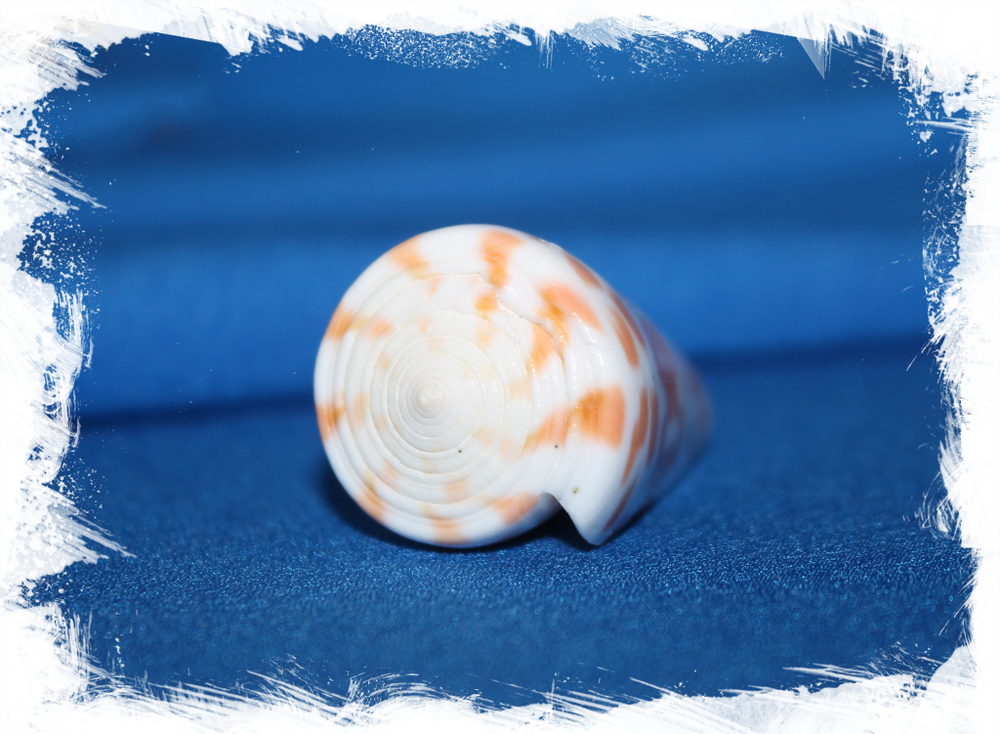 Конус тессилатус (Conus tessulatus)