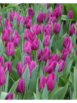 Тюльпаны Purple Stone 4 шт, набор луковиц