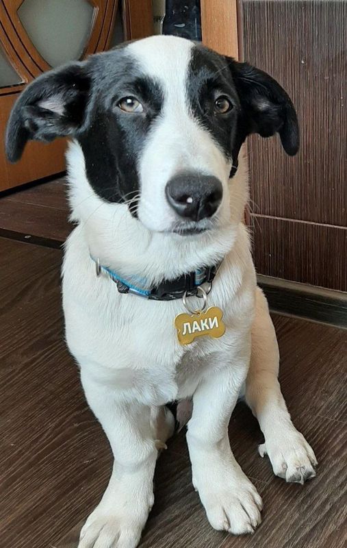 Адресник для кошек и собак, с гравировкой, большая малиновая "Косточка" 38*25мм (металл), медальон для животных.